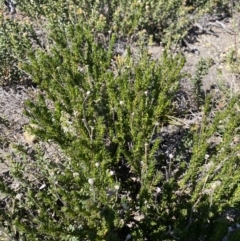 Olearia heloderma at Yaouk, NSW - 20 Dec 2022