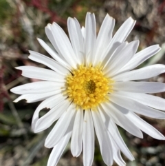 Celmisia tomentella (Common Snow Daisy) at Rendezvous Creek, ACT - 20 Dec 2022 by NedJohnston