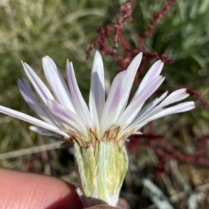 Celmisia tomentella at Rendezvous Creek, ACT - 20 Dec 2022