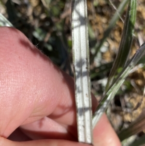 Celmisia tomentella at Rendezvous Creek, ACT - 20 Dec 2022