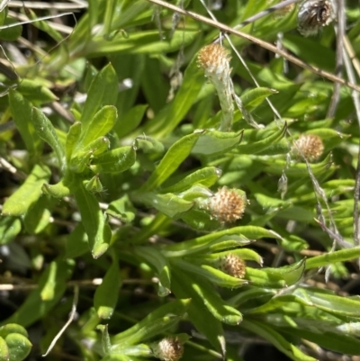 Leptorhynchos squamatus subsp. alpinus (Scaly Buttons) at Rendezvous Creek, ACT - 20 Dec 2022 by Ned_Johnston