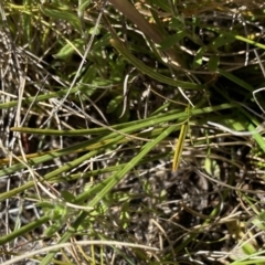 Aciphylla simplicifolia at Yaouk, NSW - 20 Dec 2022