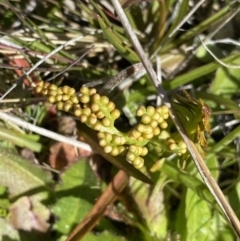 Botrychium lunaria (Grassy Moonwort) at Yaouk, NSW - 20 Dec 2022 by NedJohnston