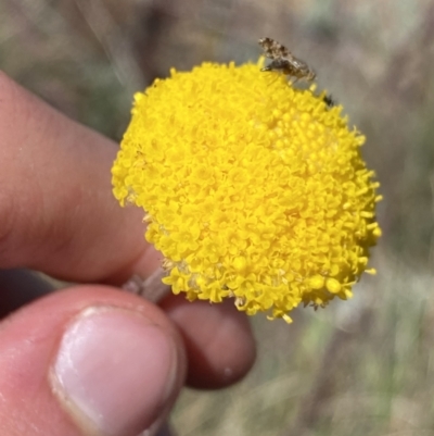 Craspedia adenophora (Sticky Billy Buttons) at Yaouk, NSW - 20 Dec 2022 by NedJohnston