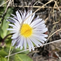 Brachyscome decipiens (Field Daisy) at Scabby Range Nature Reserve - 20 Dec 2022 by Ned_Johnston