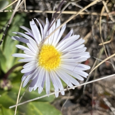 Brachyscome decipiens (Field Daisy) at Yaouk, NSW - 20 Dec 2022 by NedJohnston