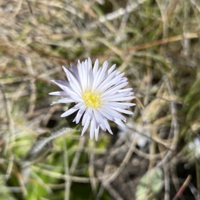 Pappochroma nitidum (Sticky Fleabane) at Yaouk, NSW - 20 Dec 2022 by Ned_Johnston