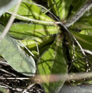 Pappochroma nitidum at Yaouk, NSW - 20 Dec 2022