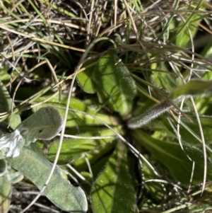 Pappochroma nitidum at Yaouk, NSW - 20 Dec 2022