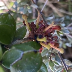 Grevillea diminuta at Yaouk, NSW - 20 Dec 2022 by Ned_Johnston