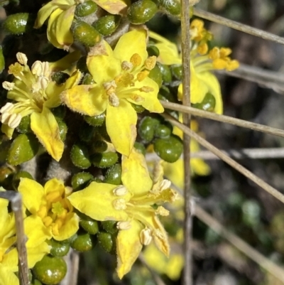 Asterolasia trymalioides (Alpine Star Bush) at Scabby Range Nature Reserve - 20 Dec 2022 by NedJohnston