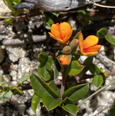 Podolobium alpestre (Shaggy Alpine Pea) at Yaouk, NSW - 20 Dec 2022 by NedJohnston