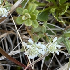 Poranthera microphylla (Small Poranthera) at Scabby Range Nature Reserve - 20 Dec 2022 by Ned_Johnston