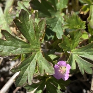 Geranium potentilloides var. abditum at Yaouk, NSW - 20 Dec 2022