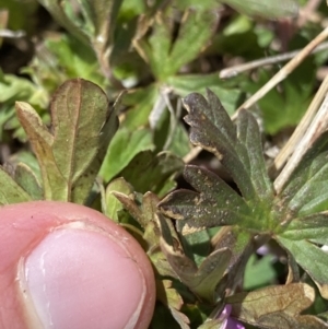 Geranium potentilloides var. abditum at Yaouk, NSW - 20 Dec 2022