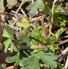 Geranium potentilloides var. abditum at Yaouk, NSW - 20 Dec 2022