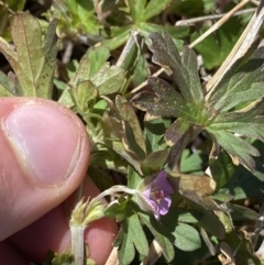 Geranium potentilloides var. abditum at Yaouk, NSW - 20 Dec 2022