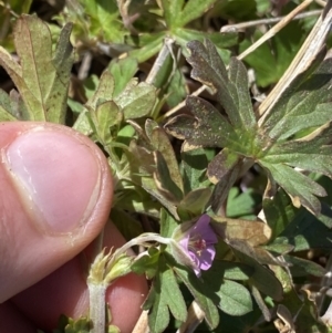 Geranium potentilloides var. abditum at Yaouk, NSW - 20 Dec 2022