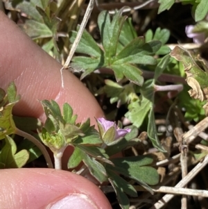 Geranium potentilloides var. abditum at Yaouk, NSW - 20 Dec 2022