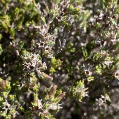 Kunzea muelleri (Yellow Kunzea) at Rendezvous Creek, ACT - 20 Dec 2022 by NedJohnston