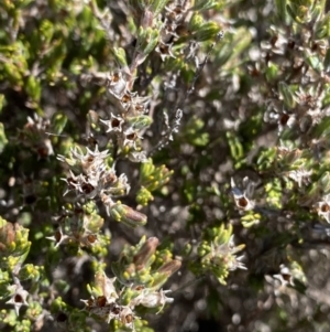 Kunzea muelleri at Rendezvous Creek, ACT - 20 Dec 2022