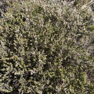 Kunzea muelleri at Rendezvous Creek, ACT - 20 Dec 2022