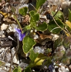 Viola improcera (Dwarf Violet) at Namadgi National Park - 20 Dec 2022 by NedJohnston