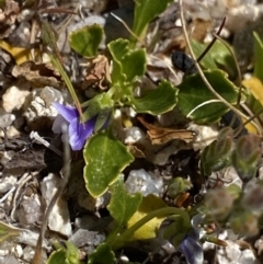 Viola improcera (Dwarf Violet) at Yaouk, NSW - 20 Dec 2022 by NedJohnston