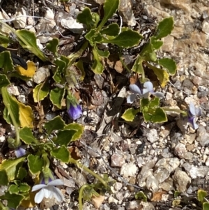 Viola improcera at Yaouk, NSW - 20 Dec 2022 02:45 PM