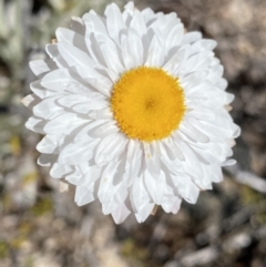 Leucochrysum alpinum (Alpine Sunray) at Yaouk, NSW - 20 Dec 2022 by Ned_Johnston