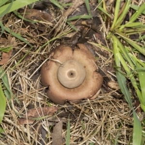 Geastrum sp. at Higgins, ACT - 16 May 2022