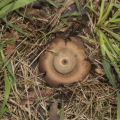 Geastrum sp. at Higgins, ACT - 16 May 2022