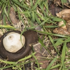 Geastrum sp. at Higgins, ACT - 16 May 2022