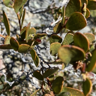 Acacia alpina (Alpine Wattle) at Yaouk, NSW - 20 Dec 2022 by NedJohnston