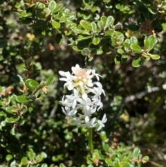 Stackhousia monogyna (Creamy Candles) at Rendezvous Creek, ACT - 20 Dec 2022 by Ned_Johnston