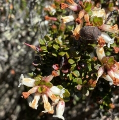 Epacris robusta (Round-leaf Heath) at Rendezvous Creek, ACT - 20 Dec 2022 by NedJohnston