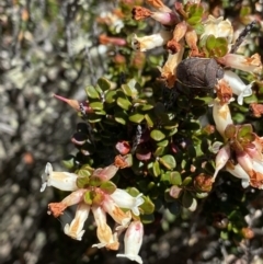 Epacris robusta (Round-leaf Heath) at Rendezvous Creek, ACT - 20 Dec 2022 by Ned_Johnston