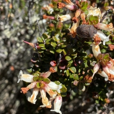 Epacris robusta (Round-leaf Heath) at Rendezvous Creek, ACT - 20 Dec 2022 by Ned_Johnston