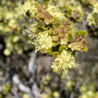 Phebalium squamulosum subsp. ozothamnoides (Alpine Phebalium, Scaly Phebalium) at Rendezvous Creek, ACT - 20 Dec 2022 by NedJohnston