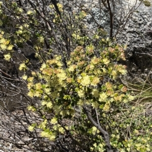 Phebalium squamulosum subsp. ozothamnoides at Rendezvous Creek, ACT - 20 Dec 2022