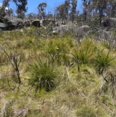 Gahnia subaequiglumis (Bog Saw-sedge) at Namadgi National Park - 20 Dec 2022 by NedJohnston