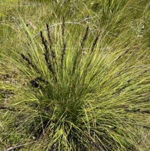 Gahnia subaequiglumis at Rendezvous Creek, ACT - 20 Dec 2022