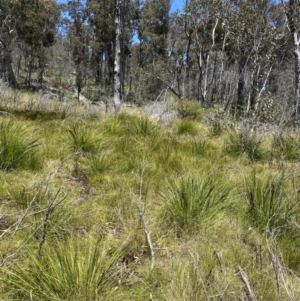 Gahnia subaequiglumis at Rendezvous Creek, ACT - 20 Dec 2022