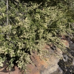 Pomaderris phylicifolia subsp. ericoides at Yaouk, NSW - 20 Dec 2022