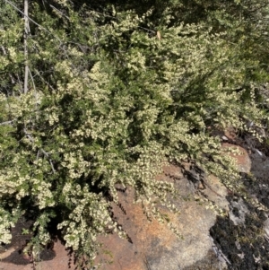 Pomaderris phylicifolia subsp. ericoides at Yaouk, NSW - 20 Dec 2022