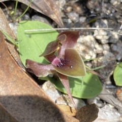 Chiloglottis valida (Large Bird Orchid) at Rendezvous Creek, ACT - 20 Dec 2022 by NedJohnston