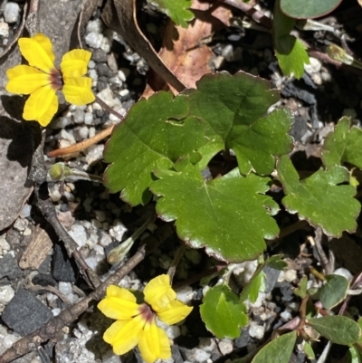 Goodenia hederacea subsp. alpestris at Yaouk, NSW - 20 Dec 2022 by NedJohnston