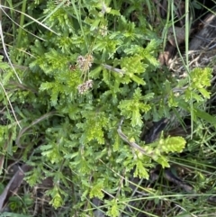 Euphrasia collina (Purple Eye-bright) at Yaouk, NSW - 20 Dec 2022 by NedJohnston