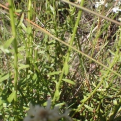 Stackhousia monogyna at Cotter River, ACT - 28 Dec 2022 10:59 AM