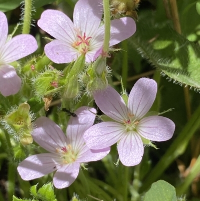 Geranium antrorsum (Rosetted Cranesbill) at Yaouk, NSW - 19 Dec 2022 by Ned_Johnston